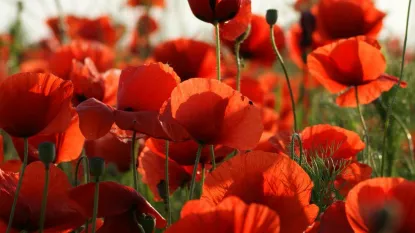 Immagine campo di papaveri