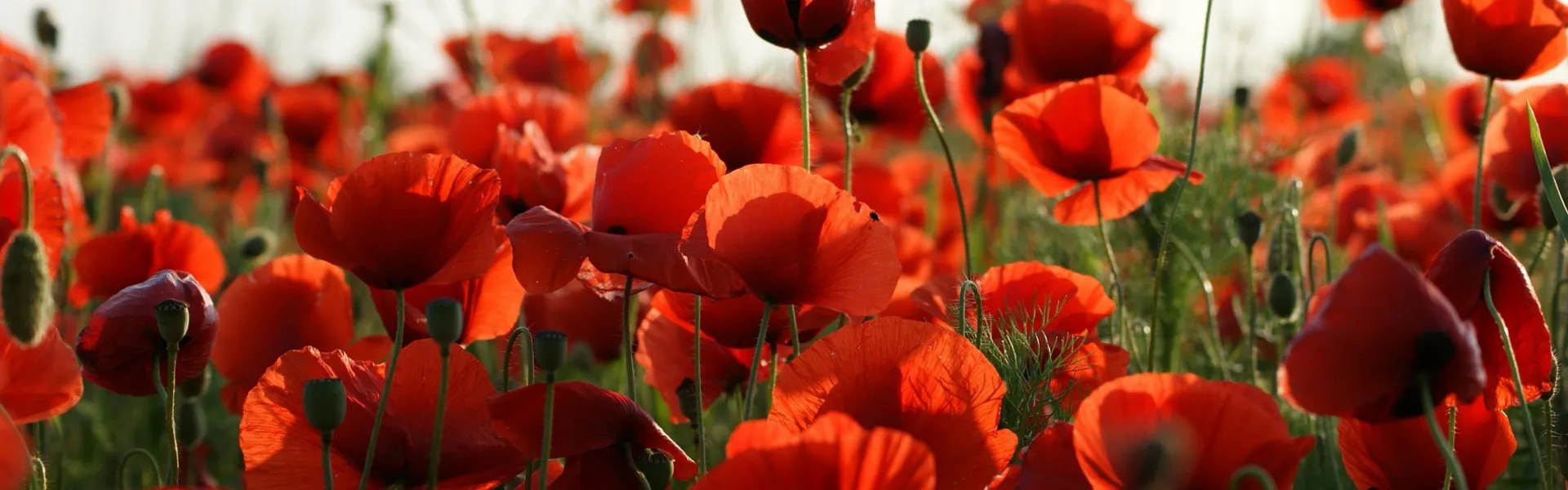 Immagine campo di papaveri 