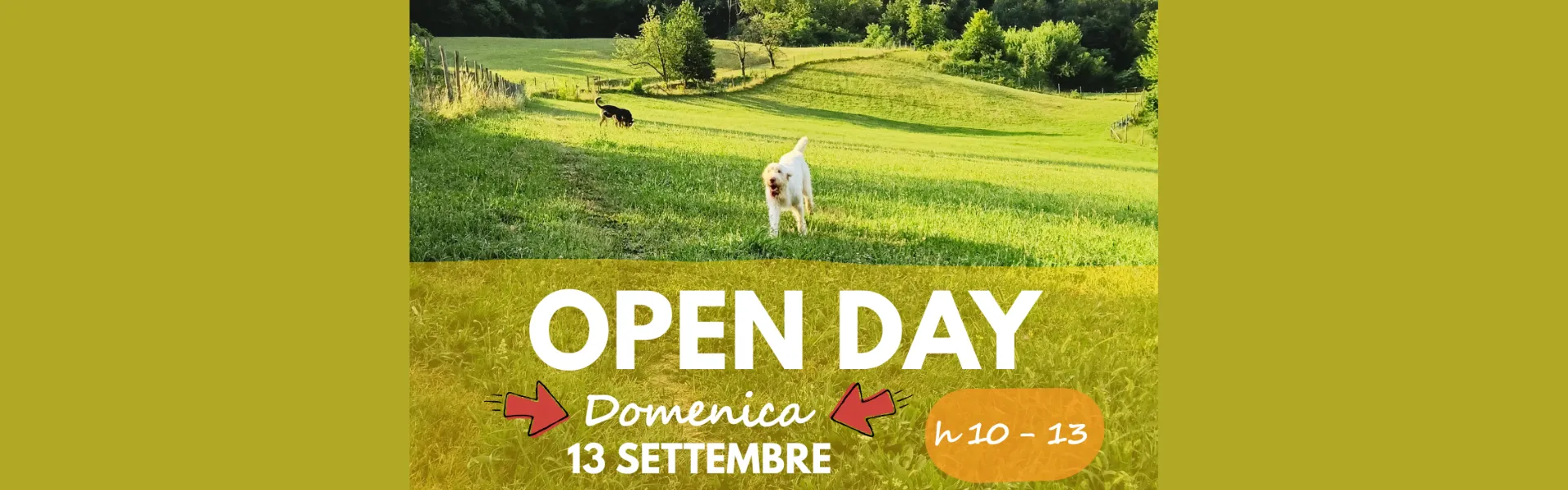 Me Dog open day